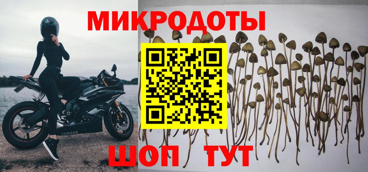 Алексеевка  Псилоцибиновые грибы Psilocybe  Вход с VPN 